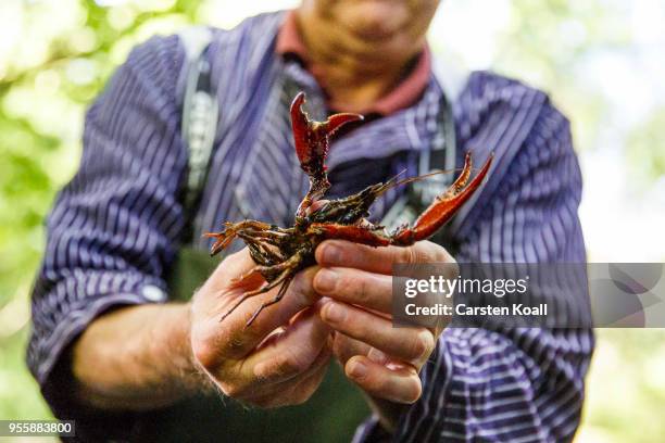 Fisherman Klaus Hidde shows Caught red swamp crayfish during a media opportunity in waters in Tiergarten park on May 8, 2018 in Berlin, Germany. The...