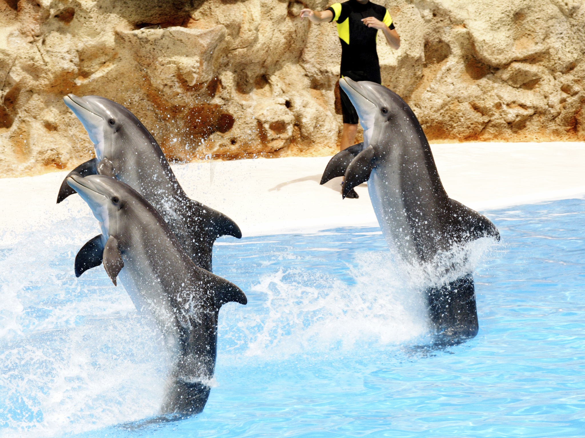 dolphin show