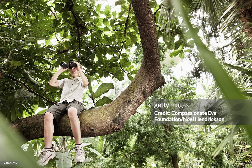 Boy in tree using a pair of binoculars