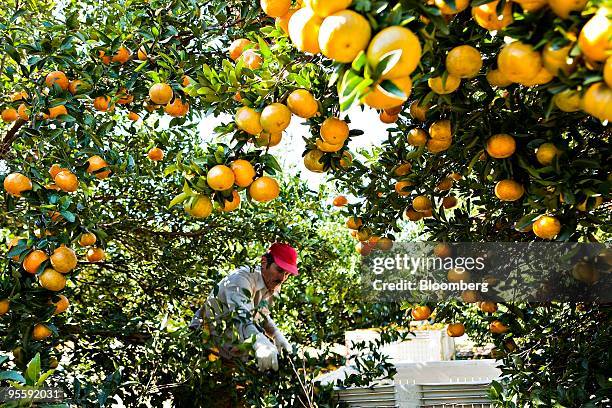 Oranges are picked at an orange grove in Winter Garden, Florida, U.S., on Tuesday, Jan. 5, 2010. Orange-juice futures jumped by the most allowed by...