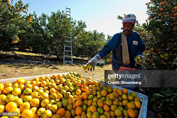 Freshly picked oranges are placed in a bin at an orange grove in Winter Garden, Florida, U.S., on Tuesday, Jan. 5, 2010. Orange-juice futures jumped...