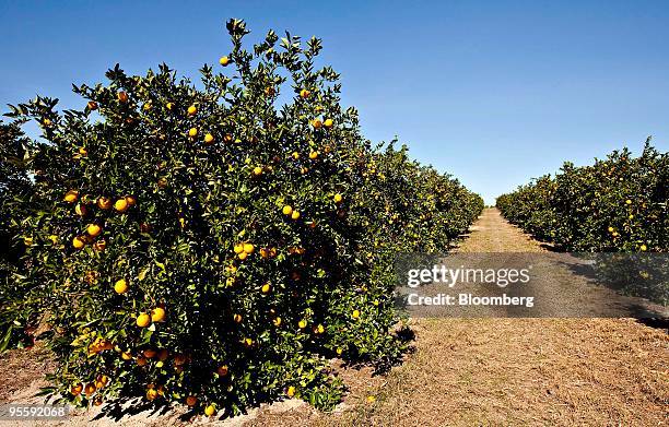 Oranges hang from trees at an orange grove in Winter Garden, Florida, U.S., on Tuesday, Jan. 5, 2010. Orange-juice futures jumped by the most allowed...