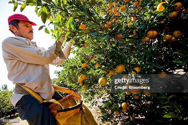 Oranges are picked at an orange grove in Winter Garden, Florida, U.S., on Tuesday, Jan. 5, 2010. Orange-juice futures jumped by the most allowed by...