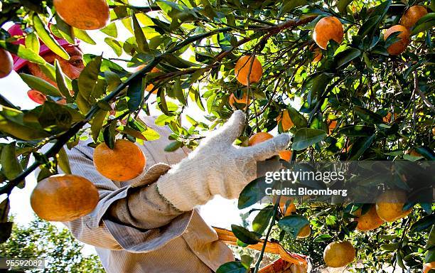 Oranges are picked at an orange grove in Winter Garden, Florida, U.S., on Tuesday, Jan. 5, 2010. Orange-juice futures jumped by the most allowed by...