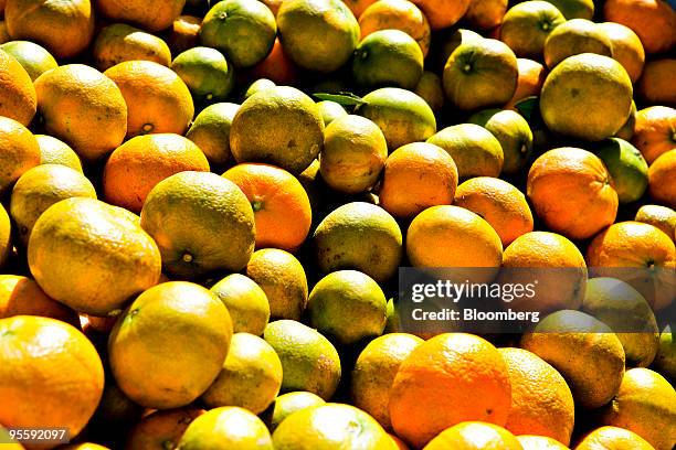 Freshly picked oranges sit in a bin at an orange grove in Winter Garden, Florida, U.S., on Tuesday, Jan. 5, 2010. Orange-juice futures jumped by the...