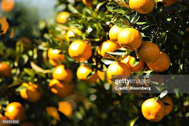 Oranges hang from trees at an orange grove in Winter Garden, Florida, U.S., on Tuesday, Jan. 5, 2010. Orange-juice futures jumped by the most allowed...