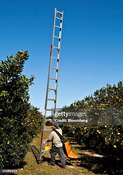 Worker moves a ladder as he picks oranges at an orange grove in Winter Garden, Florida, U.S., on Tuesday, Jan. 5, 2010. Orange-juice futures jumped...
