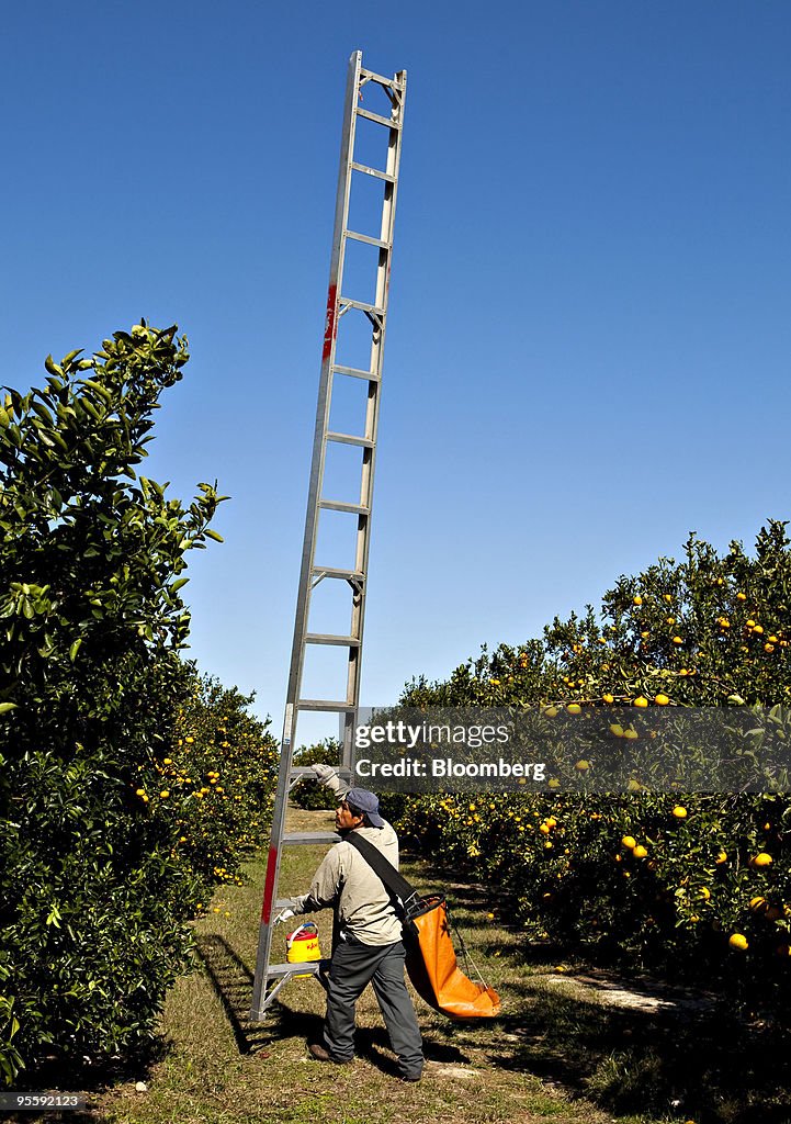 Orange Juice Futures Gain As Weather May Damage Citrus Crops