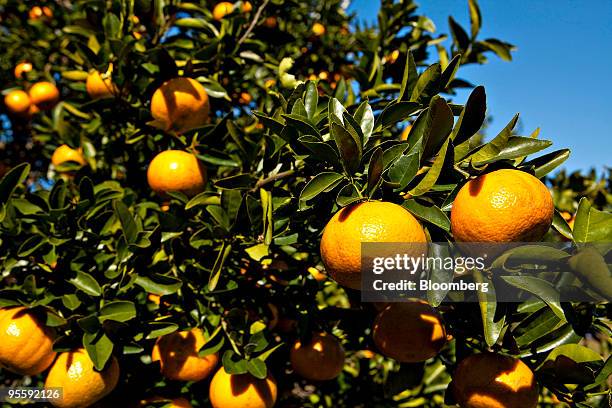 Oranges hang from trees at an orange grove in Winter Garden, Florida, U.S., on Tuesday, Jan. 5, 2010. Orange-juice futures jumped by the most allowed...