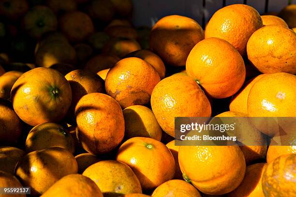 Freshly picked oranges sit in a bin at an orange grove in Winter Garden, Florida, U.S., on Tuesday, Jan. 5, 2010. Orange-juice futures jumped by the...