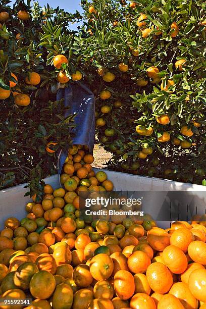 Worker dumps freshly picked oranges into a bin at an orange grove in Winter Garden, Florida, U.S., on Tuesday, Jan. 5, 2010. Orange-juice futures...