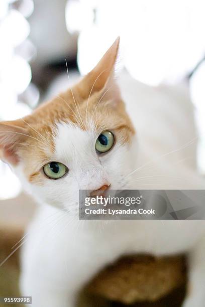 whit cat with orange markings and green eyes - kaneohe bildbanksfoton och bilder