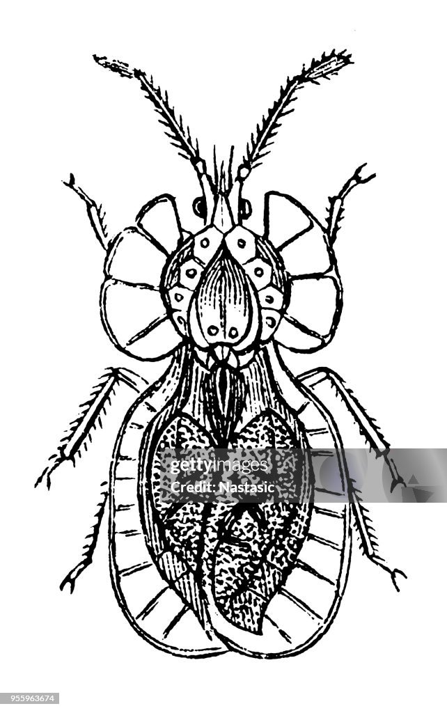 Galeatus Affinis ist eine Art von Spitzen Bug in der Familie Tingidae