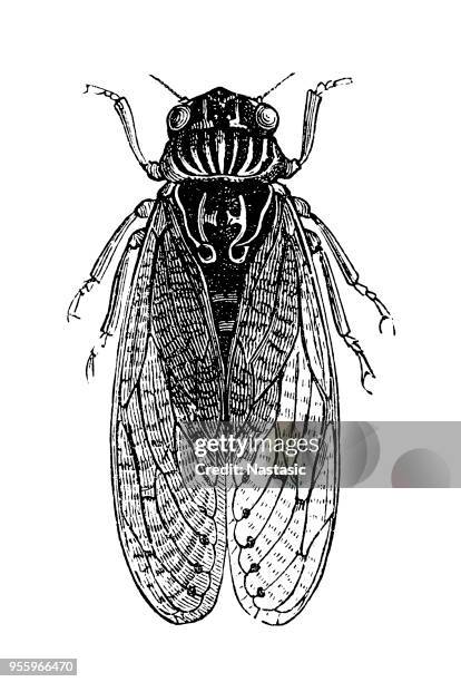 96点のセミイラスト素材 Getty Images 96点のセミイラスト素材 Getty Images
