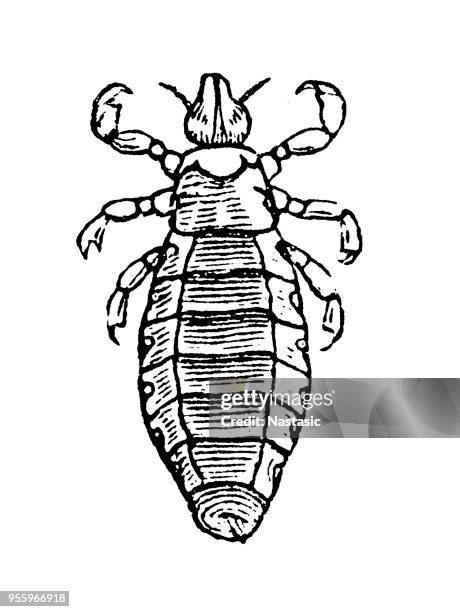 head louse (pediculus humanus capitis) ,white - pediculosis capitis stock illustrations