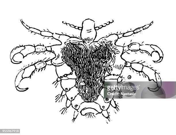 ilustrações de stock, clip art, desenhos animados e ícones de the crab louse or pubic louse (pthirus pubis) - piolho humano