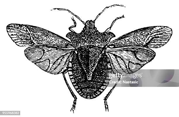 the forest bug or red-legged shieldbug (pentatoma rufipes) - bow legged stock illustrations