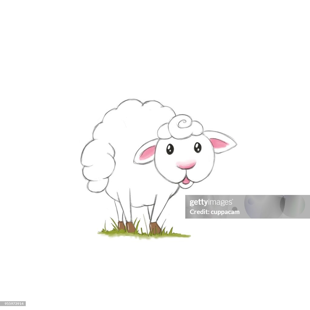 Sweet fluffy white sheep