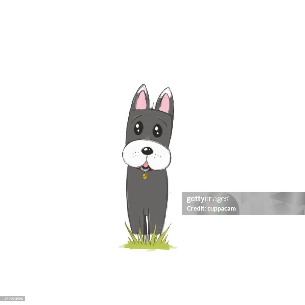 Sweet looking grey dog