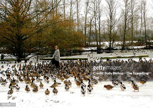woman feeding flock of hungry ducks - judy winter photos et images de collection