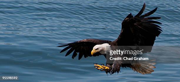 bald eagle fishing - naar de grond duiken stockfoto's en -beelden