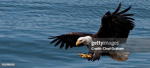 bald eagle fishing - diving to the ground stock pictures, royalty-free photos & images