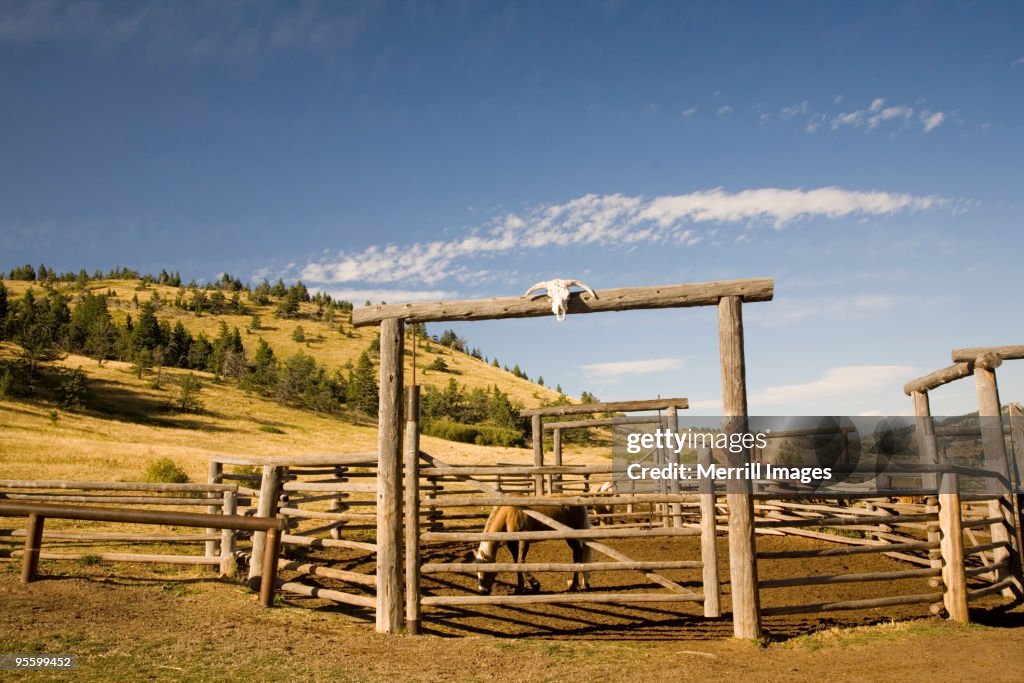 Skull over corral gate at ranch
