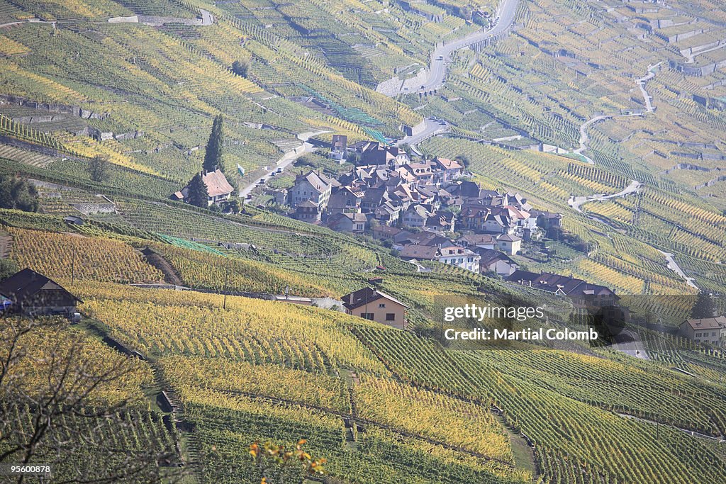 Vineyards of LAVAUX 