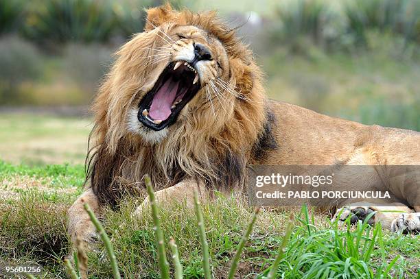 Lion Aquiles father of the four cubs bear at the Parque Lecocq zoo last May 20, in Montevideo roars on August 07, 2009. After 10 years without...