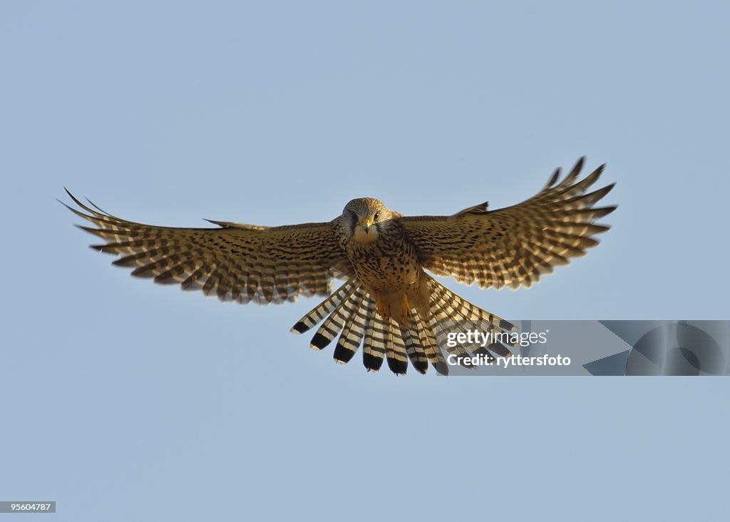 Kestrel hunting