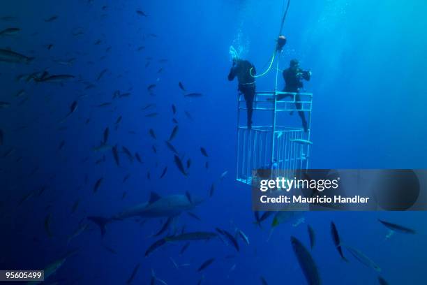 guadalupe island, mexico. - cage diving stock pictures, royalty-free photos & images