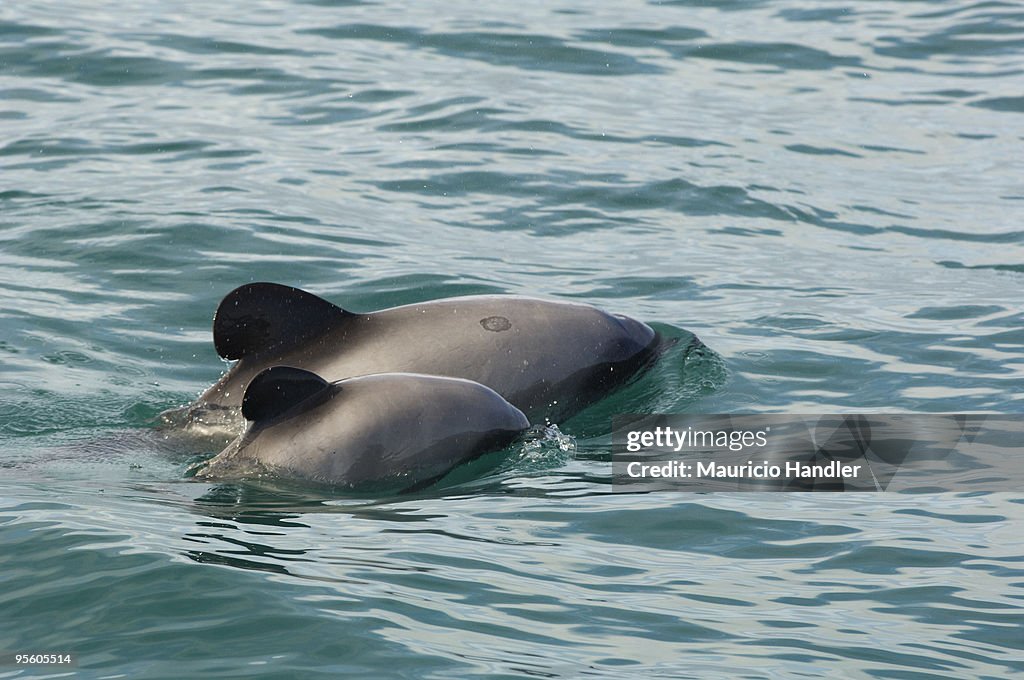 Akaroa, New Zealand.