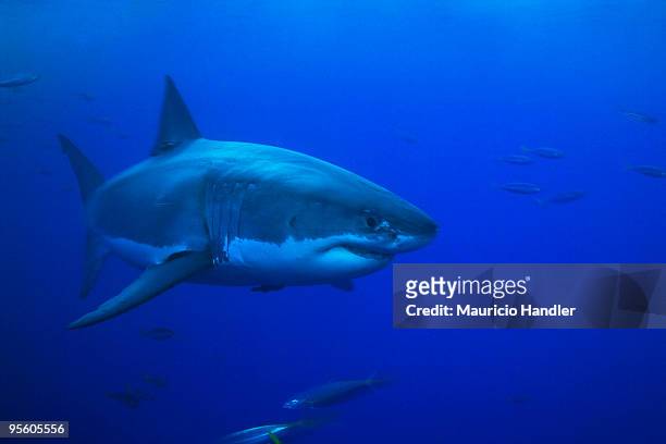 guadalupe island, mexico. - pelagic zone stock pictures, royalty-free photos & images