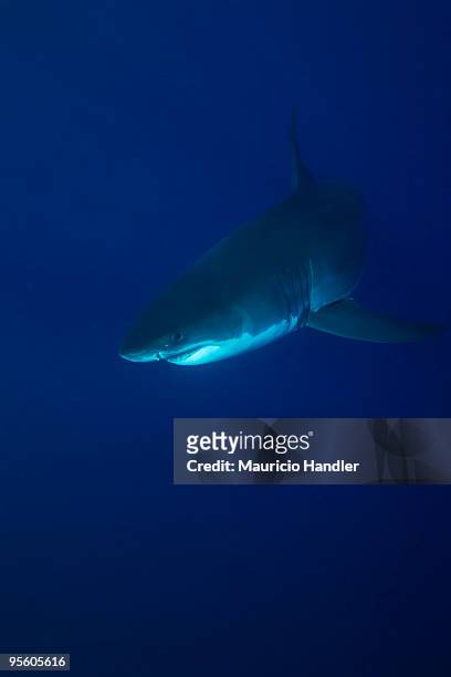 guadalupe island, mexico. - pelagic zone stock pictures, royalty-free photos & images