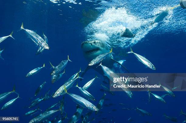 guadalupe island, mexico. - pelagic zone stock pictures, royalty-free photos & images