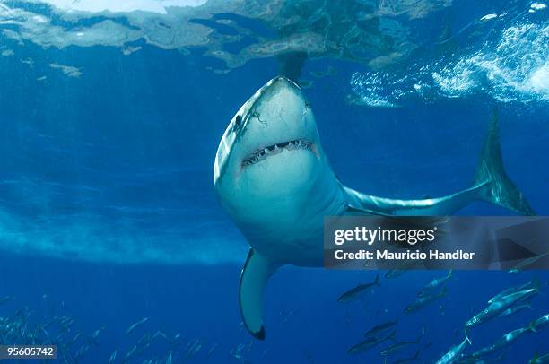 guadalupe island, mexico. - guadalupe island stock pictures, royalty-free photos & images