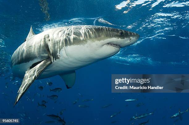 guadalupe island, mexico. - pelagic zone stock pictures, royalty-free photos & images