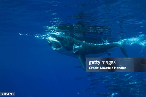 guadalupe island, mexico. - guadalupe island stock pictures, royalty-free photos & images