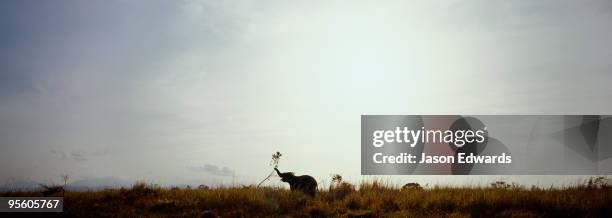 udawalawe national park, sri lanka. - スリランカゾウ ストックフォトと画像