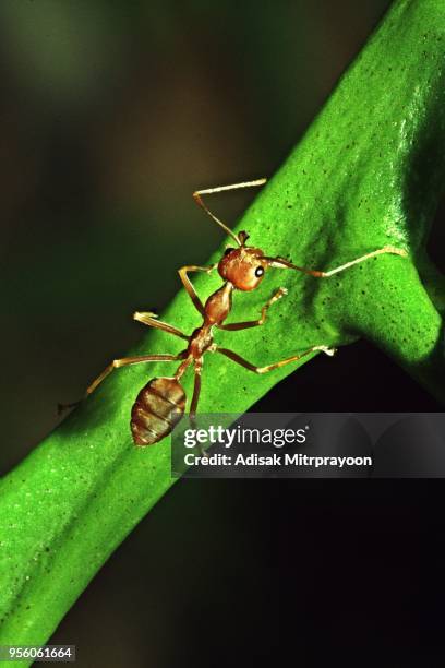 närbild av ant på gröna blad. - insektsmandibel bildbanksfoton och bilder