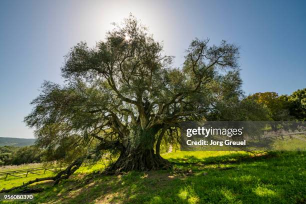 old olive tree - olivier photos et images de collection