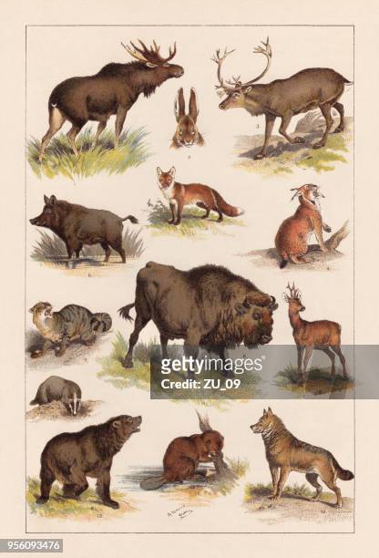 europäische wildlebende säugetiere, lithographie, veröffentlicht im jahre 1893 - wild cattle stock-grafiken, -clipart, -cartoons und -symbole