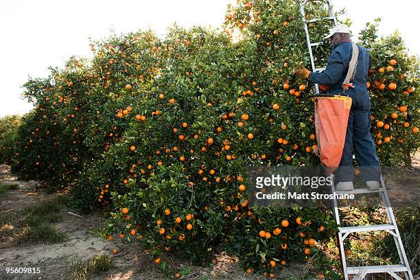 Worker picks oranges in a grove January 6, 2010 near Winter Garden, Florida. Citrus workers have been hurrying to harvest the fruit before it is...