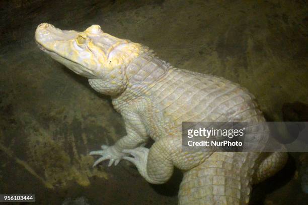 Diverse animals such as fish, reptiles, alligators, among others are seen in the Aquarium of São Paulo in the South Zone on the afternoon of this...