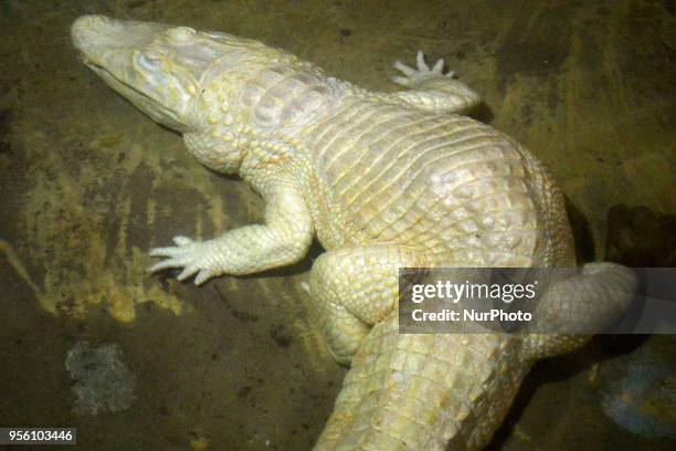 Diverse animals such as fish, reptiles, alligators, among others are seen in the Aquarium of São Paulo in the South Zone on the afternoon of this...