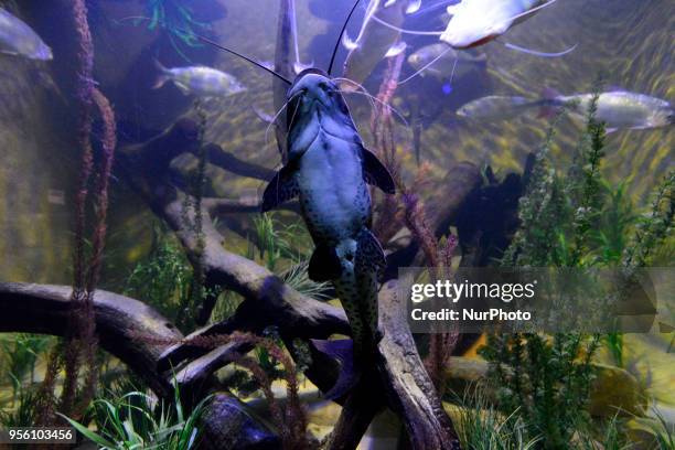 Diverse animals such as fish, reptiles, alligators, among others are seen in the Aquarium of São Paulo in the South Zone on the afternoon of this...