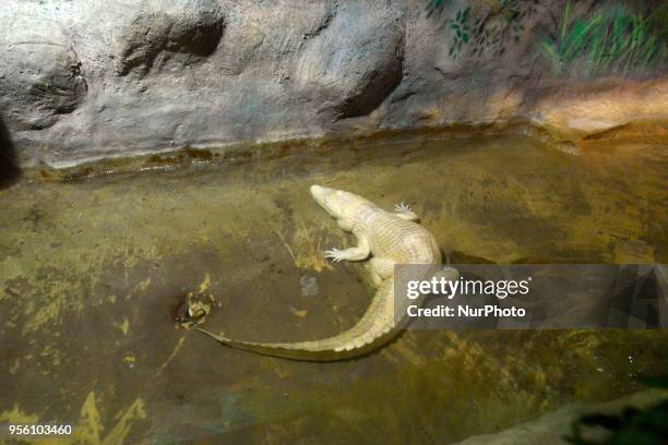 Diverse animals such as fish, reptiles, alligators, among others are seen in the Aquarium of São Paulo in the South Zone on the afternoon of this...