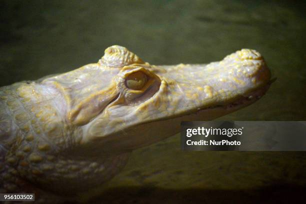 Diverse animals such as fish, reptiles, alligators, among others are seen in the Aquarium of São Paulo in the South Zone on the afternoon of this...