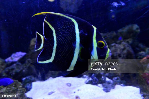 Diverse animals such as fish, reptiles, alligators, among others are seen in the Aquarium of São Paulo in the South Zone on the afternoon of this...