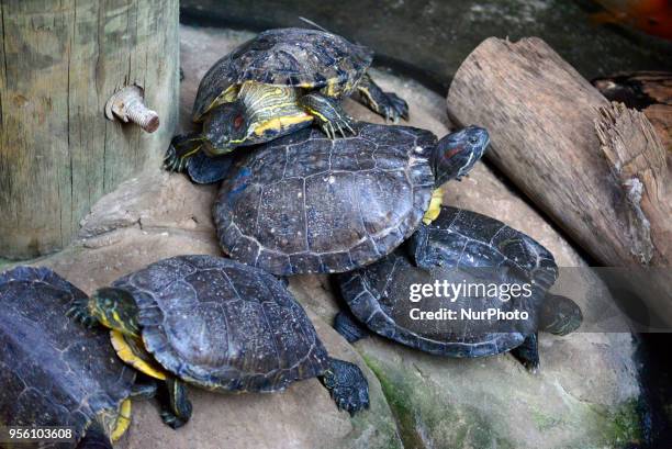 Diverse animals such as fish, reptiles, alligators, among others are seen in the Aquarium of São Paulo in the South Zone on the afternoon of this...